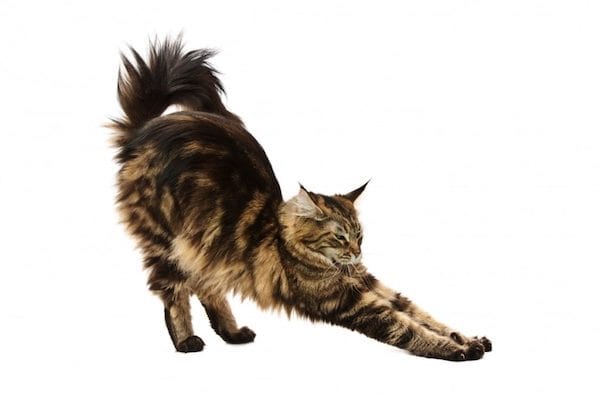 Success stories cat